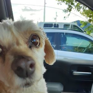 Meet your Posher, Jack